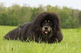 DOGUE DU TIBET 806